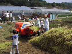 刈り取られた稲を脱穀機にかける