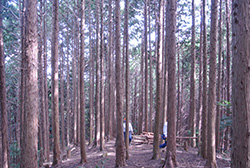 10月25日に、この林で間伐作業行います。